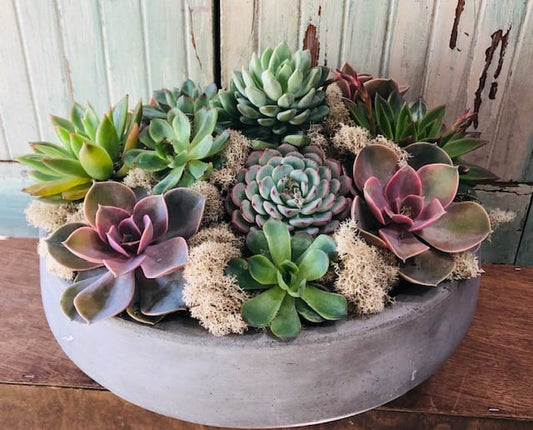 Jardin de succulentes